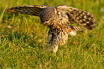 Little Owl (Athene noctua) adult pulling a worm from the ground. Wales, UK, June. (non-ex).