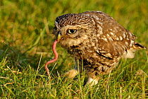 Little Owl (Athene noctua) adult with a worm in its beak. Wales, UK, June. (non-ex).