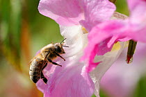 Honey bee (Apis mellifera) combing pollen from the hairs on its thorax after visiting a Himalayan balsam (Impatiens glandulifera) flower. Wiltshire pastureland, UK, September