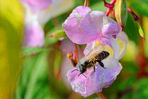 Honey bee (Apis mellifera) combing pollen from its antennae after visiting a Himalayan balsam (Impatiens glandulifera) flower. Wiltshire pastureland, UK, October