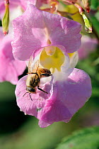 Honey bee (Apis mellifera) combing pollen from its wings after visiting a Himalayan balsam (Impatiens glandulifera) flower. Wiltshire pastureland, UK, October