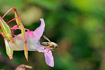 Honey bee (Apis mellifera) heavily dusted with pollen, taking off from Himalayan balsam (Impatiens glandulifera) flower. Wiltshire pastureland, UK, September