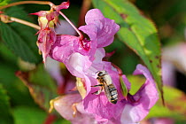 Honey bee (Apis mellifera) heavily dusted with pollen, visiting a Himalayan balsam (Impatiens glandulifera) flower. Wiltshire pastureland, UK, September