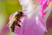 Honey bee (Apis mellifera) with very tatty, worn wings and dusted with pollen, visiting a Himalayan balsam (Impatients glandulifera) flower. Wiltshire pastureland, UK, September