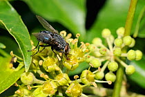 Bluebottle fly (Calliphora vicina) feeding on Ivy flowers (Hedera helix) with extended proboscis, sponging up nectar with disc-like labellum. Wiltshire garden, UK, September