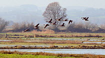 Canada geese (Branta canadensis) and Wigeon (Anas penelope) flying over flooded pastureland in dawn light. Somerset Levels, UK, November 2010