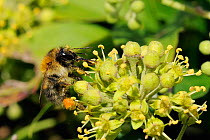 Common carder bumblebee (Bombus pascuorum) heavily dusted with pollen, using long proboscis to take nectar from Ivy flowers (Hedera helix). Wiltshire pastureland, UK, September