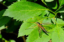 A large, colourful Crane fly (Ctenophora pectinicornis) sunbasking on a leaf. Wiltshire garden, UK, June
