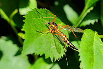 A large, colourful Crane fly (Ctenophora pectinicornis) sunbasking on a leaf. Wiltshire garden, UK, June