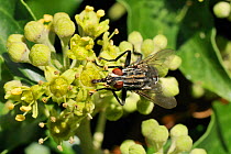 Flesh fly (Sarcophaga sp) with pollen dusted thorax, feeding on Ivy flowers (Hedera helix) with extended proboscis sponging up nectar with disc like labellum, Wiltshire garden, UK, September