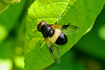 Male Great pied hoverfly (Volucella pellucens), a parasite of wasp nests, resting on a leaf. Wiltshire garden, UK, June
