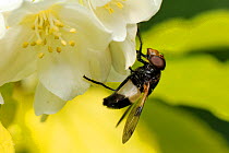 Male Great pied hoverfly (Volucella pellucens), a parasite of wasp nests, feeding from a Variegated mock orange (Philadelphus coronarius "aureus") flower. Wiltshire garden, UK, June