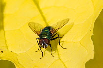 Greenbottle / Muscid fly (Eudasyphora cyanella), preparing to take off from a Variegated mock orange (Philadelphus coronarius "aureus") leaf. Wiltshire, UK, June