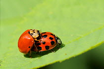 Copulating Harlequin / Multicoloured Asian ladybirds (Harmonia axyridis - succinea form) one with two small spots, one multispotted. Wiltshire garden, UK, June