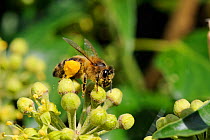 Honey bee (Apis mellifera) with heavily laden pollen sacs inspecting unopened Ivy flower buds (Hedera helix), Wiltshire garden, UK, September