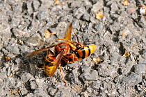 Hornet (Vespa crabro) preparing to take off, holding Hornet hoverfly / Banded hoverfly (Volucella zonaria), a hornet mimic, which it has killed on tarmac driveway after attacking it while it was feedi...