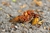 Hornet (Vespa crabro) holding Hornet hoverfly / Banded hoverfly (Volucella zonaria), a hornet mimic, which it has killed and decapitated on tarmac driveway after attacking it while it was feeding. Wil...
