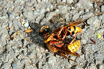Hornet (Vespa crabro) dismembering decapitated Hornet hoverfly / Banded hoverfly (Volucella zonaria), a hornet mimic, on tarmac driveway after attacking it while it was feeding. Wiltshire garden, UK,...