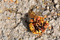 Hornet (Vespa crabro) grappling with Hornet hoverfly / Banded hoverfly (Volucella zonaria), a hornet mimic, on tarmac driveway after attacking it while it was feeding. Wiltshire garden, UK, September