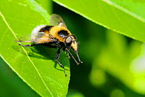 Hoverfly (Volucella bombylans var. plumata) mimicking a White-tailed bumblebee, standing on a leaf with front feet rasied. This hoverfly is a parasite of bumblebee and wasp nests. Wiltshire garden, UK...
