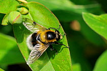 Hoverfly (Volucella bombylans var. plumata) mimicking a White-tailed bumblebee, standing on a leaf. This hoverfly is a parasite of bumblebee and wasp nests. Wiltshire garden, UK, June