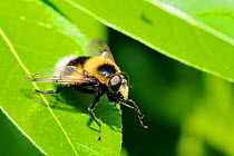 Hoverfly (Volucella bombylans var. plumata) mimicking a White-tailed bumblebee, grooming its front legs while standing on a leaf. This hoverfly is a parasite of bumblebee and wasp nests. Wiltshire gar...