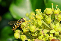 Hoverfly (Eupeodes luniger), feeding on pollen from anthers of Ivy flowers (Hedera helix). Wiltshire garden, UK, September