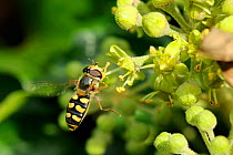 Hoverfly (Eupeodes luniger), hovering as it approaches Ivy flowers (Hedera helix). Wiltshire garden, UK, September