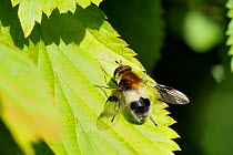 Hoverfly (Leucozona lucorum) resting on a leaf. Wiltshire garden, UK, May