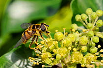 Hoverfly (Myathropa florea), using proboscis to feed on pollen from anthers of Ivy flowers (Hedera helix). Wiltshire garden, UK, September