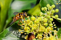 Hoverfly (Myathropa florea), using proboscis to feed on pollen from anthers of Ivy flowers (Hedera helix). Wiltshire garden, UK, September