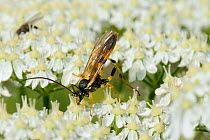 A large black and yellow Ichneumon wasp (Amblyteles armatorius), a parasitoid of noctuid moth caterpillars, feeding on Common hogweed (Heracleum sphondylium) flowers, Wiltshire meadow, UK, June.