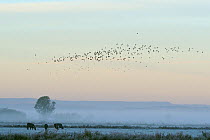 Lapwings (Vanellus vanellus) and Starlings (Sturnus vulgaris) in flight over grazing Cattle (Bos taurus) on a misty, freezing morning on the Somerset Levels, UK, October