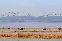 Lapwing (Vanellus vanellus) flock in flight over grazing Cattle (Bos taurus) in dawn sunlight on a misty, freezing day on the Somerset Levels, UK, October