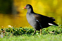 Moorhen (Gallinula chloropus) foraging on grass lawn around ornamental lake in evening light, with autumn colours reflected in the water, Wiltshire, UK, October