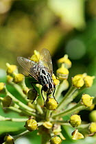 Muscid fly (Graphomya maculata) female feeding on Ivy flowers (Hedera helix) with extended proboscis sponging up nectar with disc like labellum. Wiltshire garden, UK, October