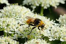Narcissus bulb fly / Large narcissus fly (Merodon equestris var. bulborum), a hoverfly that mimics a bumblebee, feeding on flowers of Common hogweed (Heracleum sphondylium). Wiltshire meadow, UK, June