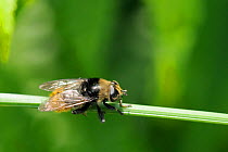Narcissus bulb fly / Large narcissus fly (Merodon equestris var. bulborum), a hoverfly that mimics a bumblebee, resting on grass stem. Wiltshire garden, UK, June