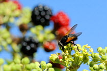 Noon / Noonday fly (Mesembrina meridiana) feeding on Ivy flowers (Hedera helix) with Blackberry fruits (Rubus fruticosus) in the background. Wiltshire garden, UK, September