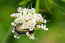 Moth caterpillar (Depressaria daucella) a specialist of riverine habitats, feeding on Angelica (Angelica sylvestris) flowers, Wiltshire riverbank, UK, June.