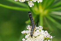 Moth caterpillar (Depressaria daucella) a specialist of riverine habitats, stretching up from one cluster of Angelica (Angelica sylvestris) flowers to another, Wiltshire riverbank, UK, June.
