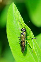 Sawfly (Tenthredo mesomela) a large, semi predatory species, resting on a leaf. Wiltshire garden, UK, June.
