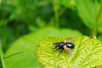 Parasite fly / Tachinid fly (Zophomyia temula), a nationally scarce species, sunbasking on a leaf in calcareous grassland. Wiltshire, UK, June.