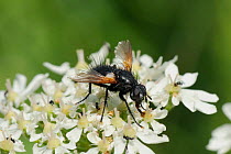 Parasite fly / Tachinid fly (Zophomyia temula), a nationally scarce species, with very worn wings, feeding on Common hogweed (Heracleum sphondylium) flowers. Wiltshire meadow, UK, June.