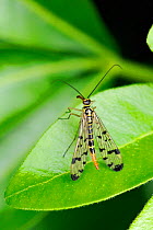 Female Scorpion Fly (Panorpa germanica) resting on a leaf. Wiltshire garden, UK, June.