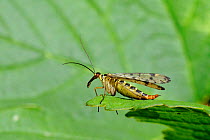 Female Scorpion Fly (Panorpa germanica) resting on a leaf in profile. Wiltshire garden, UK, June.