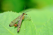 Male Scorpion Fly (Panorpa germanica) resting on a plant stem. Wiltshire garden, UK, June.