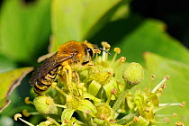 Ivy bee (Colletes hederae) a European solitary mining bee that only reached the UK in 2001 which is now spreading from the south coast to the midlands, heavily dusted with pollen  from visiting flower...