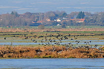 Common teal (Anas crecca) and Wigeon (Anas penelope) flocks taking off from roost site on frozen water on flooded fields. Somerset Levels, UK, November 2010
