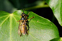 Thick-headed fly / Wasp fly / Conopid fly (Leopoldius signatus) a wasp-mimic parasitoid of adult vespid wasps, resting on Ivy leaves (Hedera helix). Wiltshire garden, UK, September.